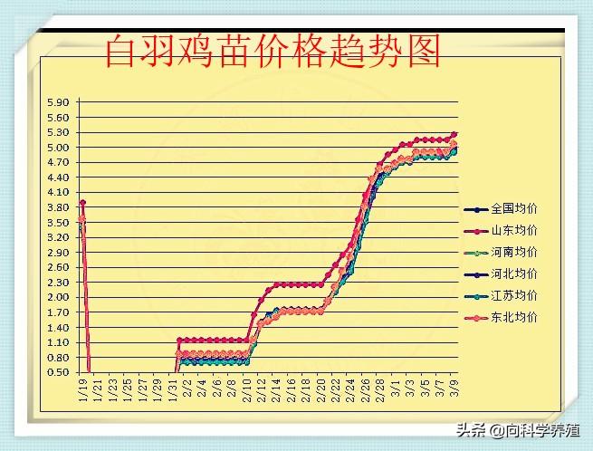 肉种鸡最新价格，市场趋势、影响因素及养殖策略