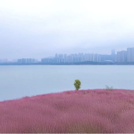 松雅湖花海最新，一场视觉盛宴的浪漫邂逅